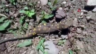  -  Tunceli'de benekli Anadolu semenderleri görüntülendi