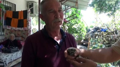 Yaralı bulunan çobanaldatan kuşu tedaviye alındı - MERSİN