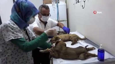  Zehirlenen 5 yavru köpekten 1’si kurtarılamadı