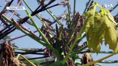 gesi - Kenya’da Genç Çekirgeler Yumurtalarından Çıktı Videosu