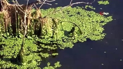 balik olumu -  Alg patlaması yaşanan göl yeşil örtüyle kaplandı Videosu