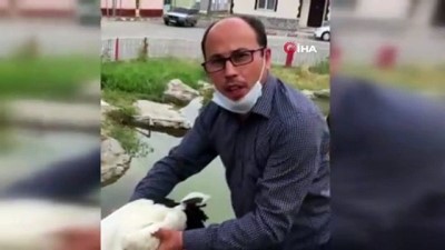 kubbe -  Annelerinin yuvadan attığı leylek yavrularına hoca sahip çıktı Videosu