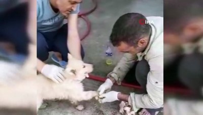  Ayakları asfalta yapışan yavru köpek böyle kurtarıldı