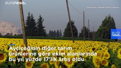 sari gelin - 'Doğanın sarı gelinliği': Çukurova'da tarlalar sarıya büründü Videosu