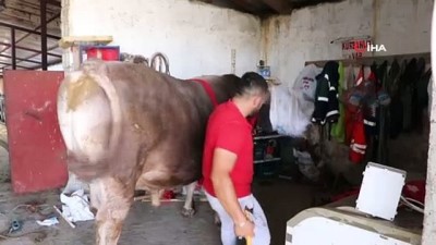  Gözü gibi baktığı boğanın üstünde matador gibi poz verdi