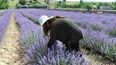 tibbi bitkiler -  Hayallerine lavanta bahçesi ile kavuştu Videosu