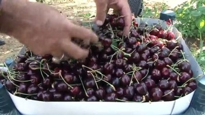 oksijen -  Kirazın diğer bölgelerde hasadı bitti, Harput'ta yeni başladı Videosu