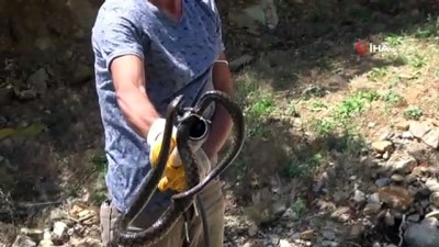 yabani hayvanlar -  Sulama kanalında yılan paniği Videosu