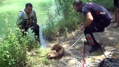 kurtarma ekibi -  Suyun aniden yükselmesiyle şelalede mahsur kalan köpek ölmek üzereyken kurtarıldı Videosu