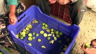 organik meyve -  300 kişiye iş imkanı sağlıyor, ancak iş yerine elektrik alamıyor Videosu