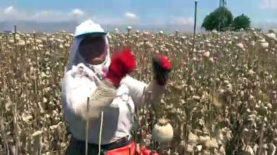 gozleme - Afyonkarahisar’da haşhaş hasadı başladı Videosu