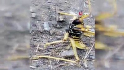 inter -  - Dev çekirge 'Çağaboğan' Tunceli’de görüntülendi Videosu