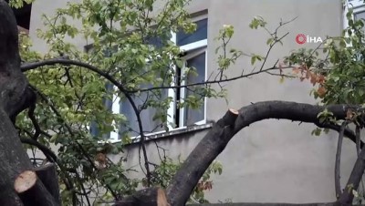 yaz gunleri -  Evinin misafir odasını kuşlara bıraktı Videosu