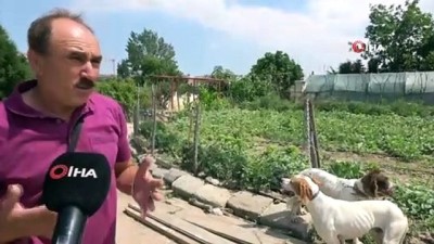 emekli ogretmen -   Köpekleri traktöre bağlayan adam yaşananları anlattı Videosu