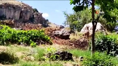 yaban kecisi -  Tunceli’de dağ keçisi avlattırma ihalesi iptal edildi Videosu