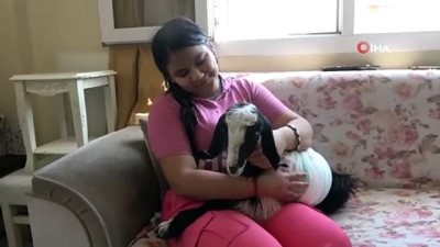 keci yavrusu -  Yavru keçi 'Rıfkı' ailenin üyesi oldu Videosu