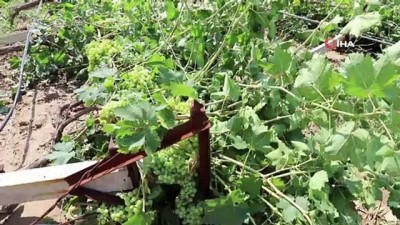 gesi -  Afette zarar gören üzüm üreticilerine destek Videosu