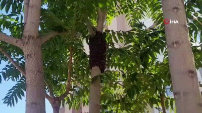 ari kolonisi -  Bir site içine ağaca yuva yapan arılar toplandı Videosu
