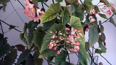 isaf -  Eşinin hatırasını yaşatmak için gözü gibi baktığı çiçek bütün odayı kapladı Videosu