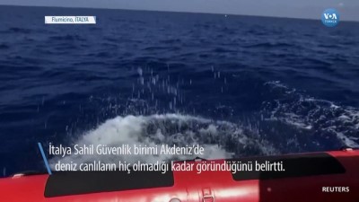 Evde Kal Uygulaması Deniz Canlılarına Yaradı