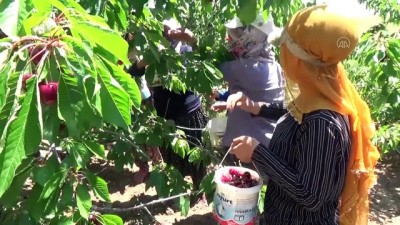 kiraz uretimi - Ahlat'ta kiraz hasadı başladı - BİTLİS Videosu