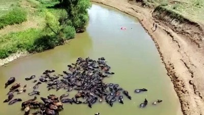 yuzme - Mandaların nehirde serinlemesi renkli görüntüler oluşturdu - MUŞ Videosu