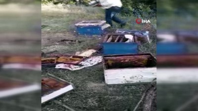 salar -  Ayılar kovanları parçaladı, arılar telef oldu Videosu
