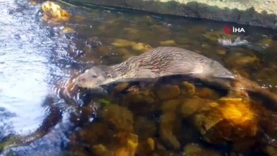 gesi -  - Bursa'da su samuru görüntülendi Videosu