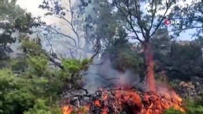 ormana -  Örtü yangını ormana sıçradı... 3 Hektarlık alana yayılan yangında ağaçlar zarar gördü Videosu