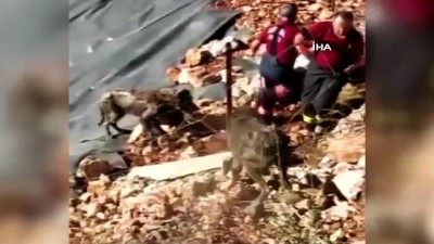 petrol sondaji -  Zifte saplanan köpekler kurtarıldı Videosu