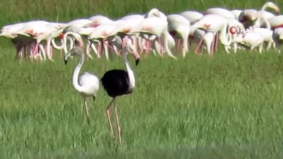 flamingo -  Sultan Sazlığı Milli Parkı'nda siyah flamingo görüldü Videosu