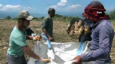 sozlesmeli -  Patates hasadı başladı, çiftçi umduğunu bulmadı Videosu