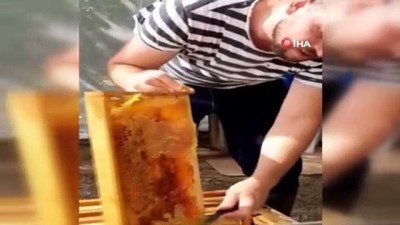 propolis -  Trakya'da en tatlı hasat başladı Videosu