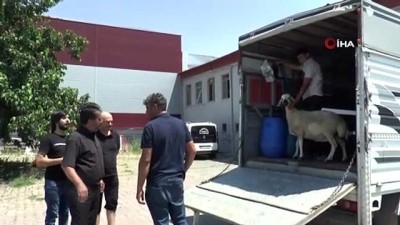  Kayseri’de Ayasofya için kurban kesildi