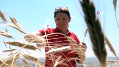 gubre -  Bu buğday radyasyona dayanıklı Videosu