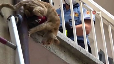 itfaiye merdiveni -  Bursa'da nefes kesen kedi kurtarma operasyonu Videosu