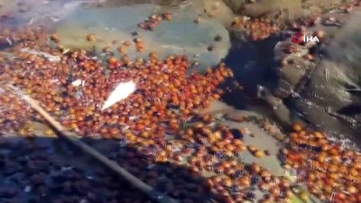 derekoy -  Gökçeada’da toplu uğur böceği ölümleri tedirgin etti Videosu