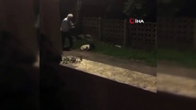 dovme -  Ordu’da köpekleri sopa ile döven adam kelepçelenerek gözaltına alındı Videosu