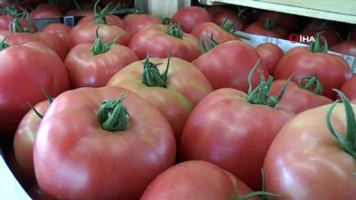 piyasalar -  Sarıcakaya domatesi piyasayı rahatlattı Videosu