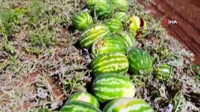 cakilli -  Tescilli Diyarbakır karpuzunda hasat zamanı Videosu