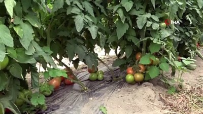  700 dönüm arazide üretilen domateste 15 bin ton rekolte bekleniyor