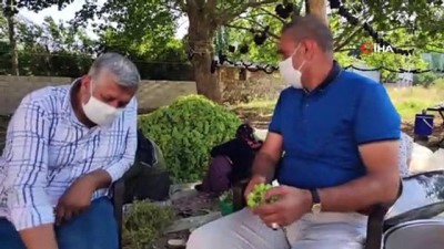 ali il -  Gaziantep’te bir ilk: 'Koruk ekşisi' Videosu