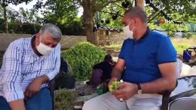 gesi -  Gaziantep’te bir ilk: 'Koruk ekşisi' Videosu
