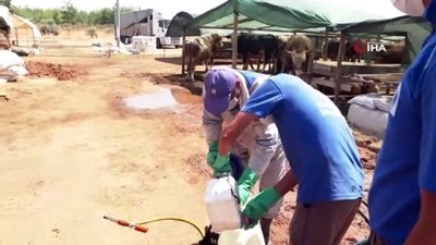 dezenfeksiyon -  Kurban satış yerleri ilaçlanıyor Videosu