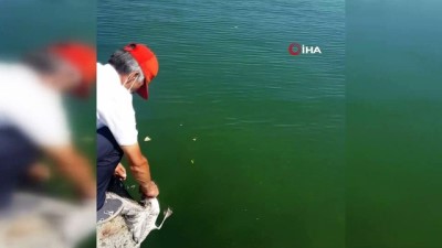 oltan -  Oltaya balık değil, martı takıldı Videosu