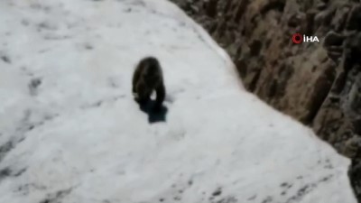 kamera -  Sıcaktan bunalan boz ayı karda serinledi Videosu