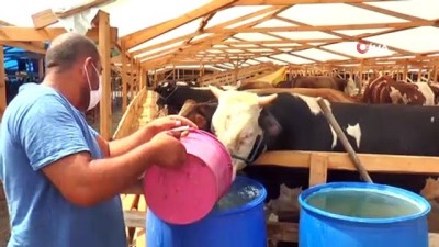 kurban pazari -  Eyüpsultan’da kurbanlıklar genç veteriner Aslı’ya emanet Videosu