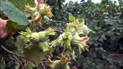 milyar dolar -  Fındıkta tahmini rekolte belirlendi Videosu