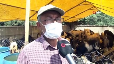 keci sutu -  Kurban pazarında keçiye talep arttı Videosu
