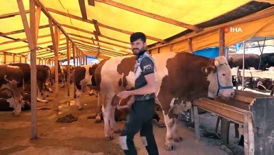 kurban pazari -  Kurbanlık pazarının 1 ton 200 kiloluk paşası alıcısını bekliyor Videosu